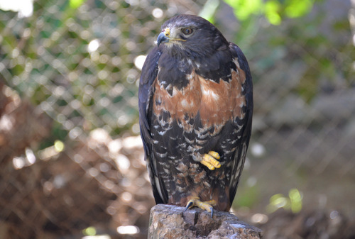 World of Birds Wildlife Sanctuary.